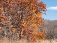 Patterson Farm